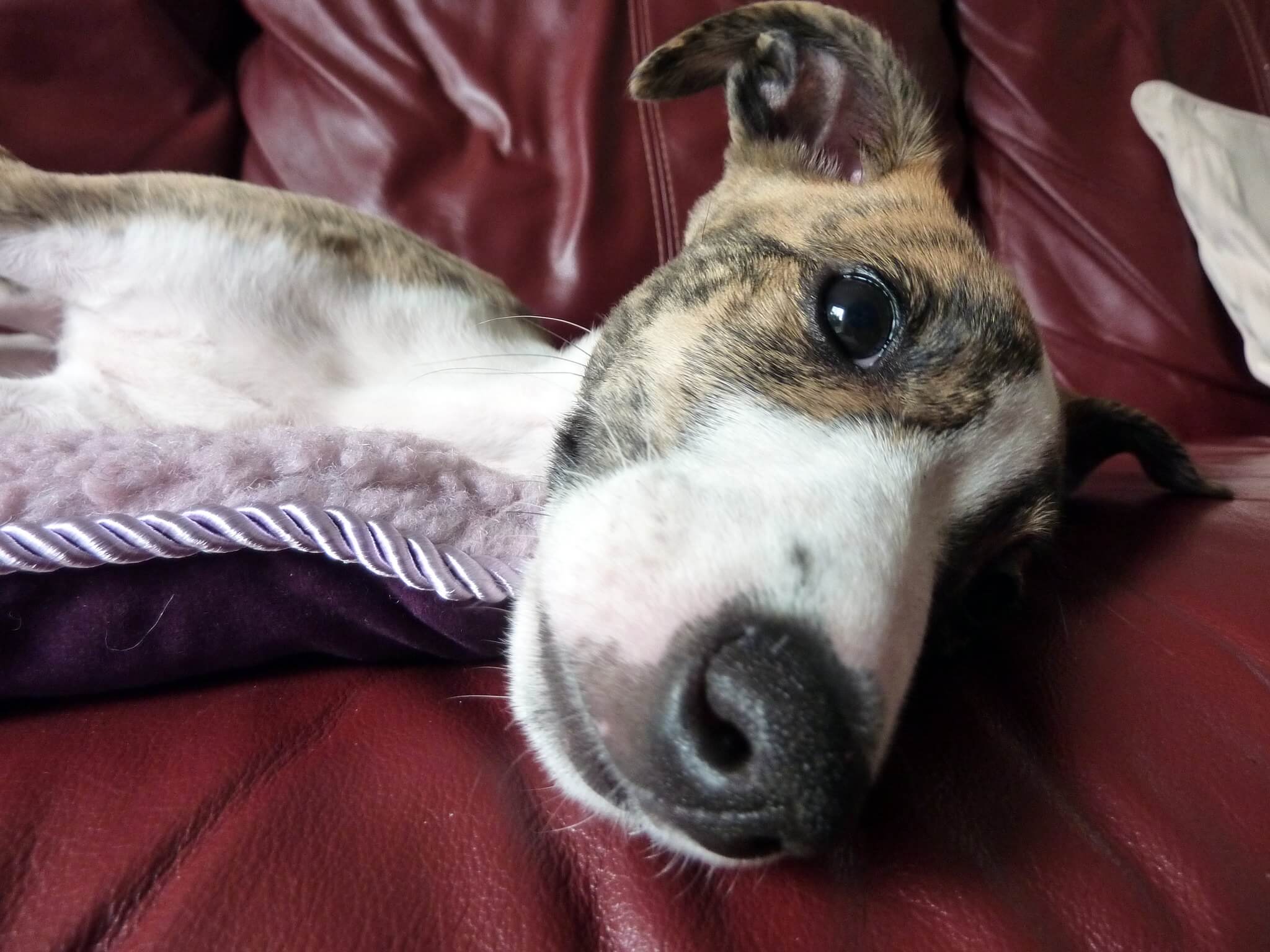 Are Whippets Hypoallergenic Dogs? WhippetCentral