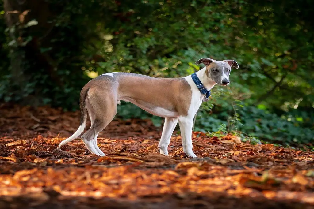 how high can whippets jump?