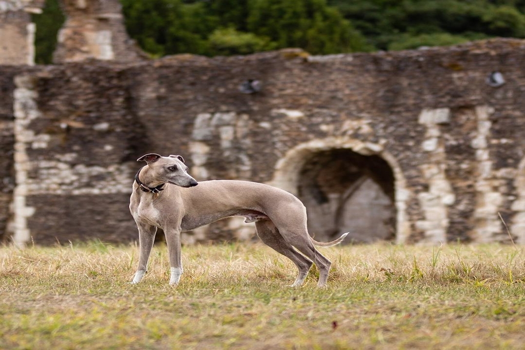 how high can whippets jump?
