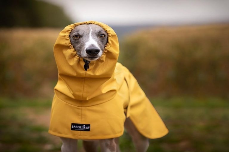 5 Best Dog Coats For Whippets WhippetCentral