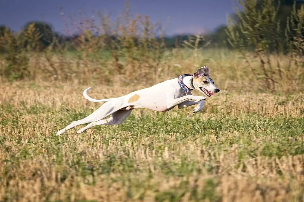 is a whippet a sighthound