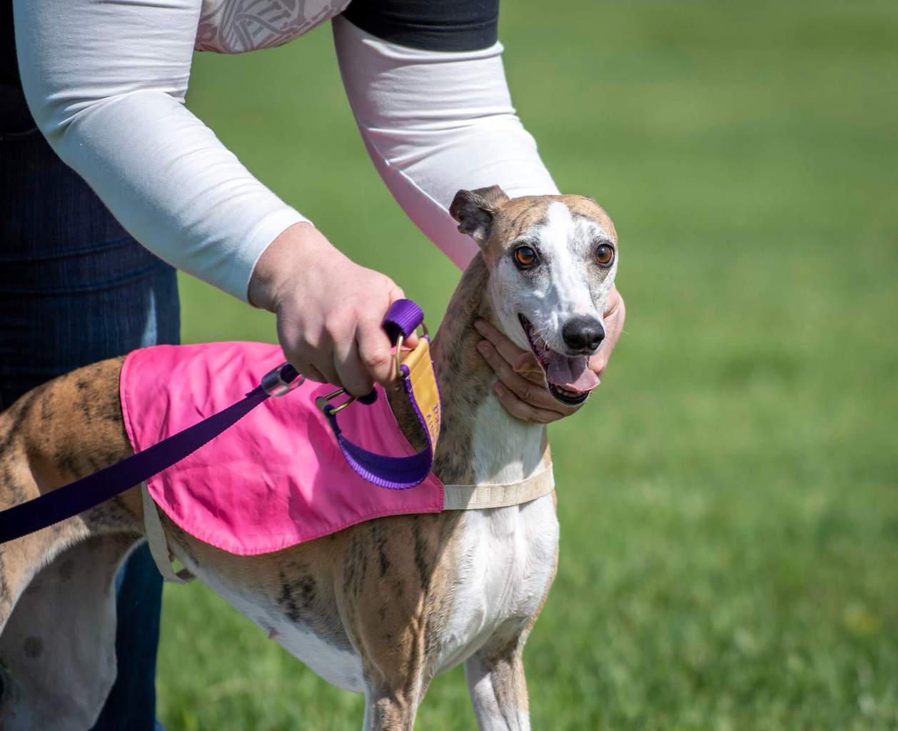 Are Whippets Expensive Dogs? WhippetCentral