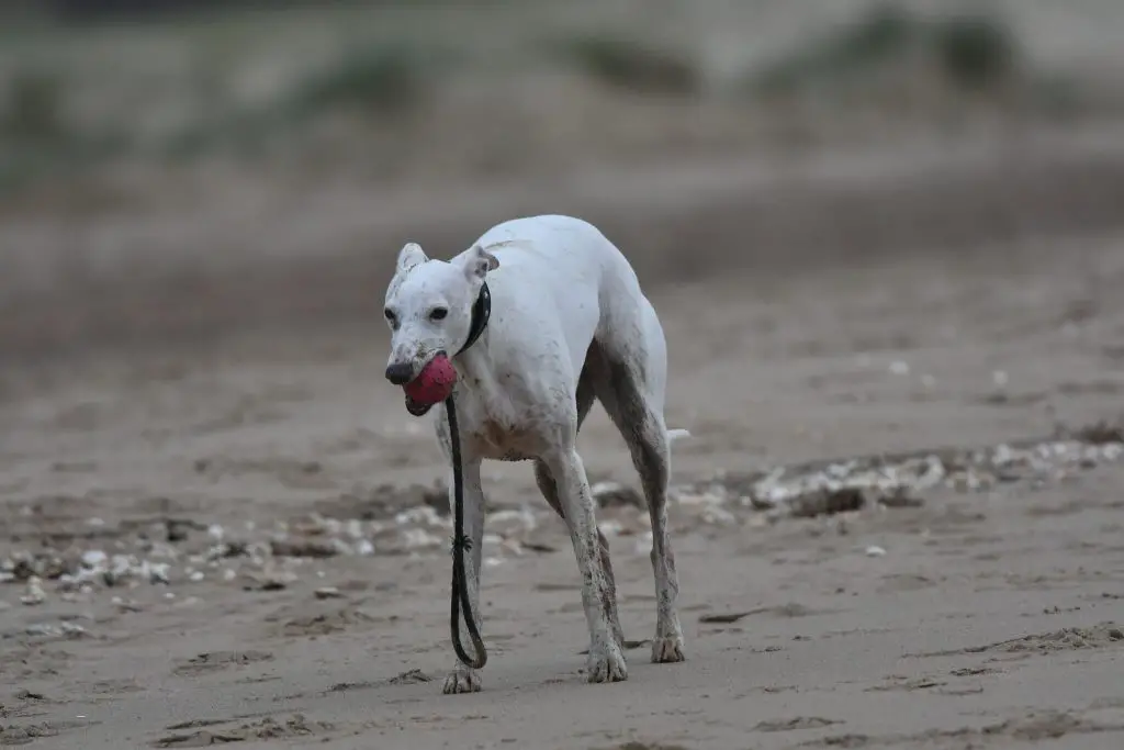 why do whippets bark