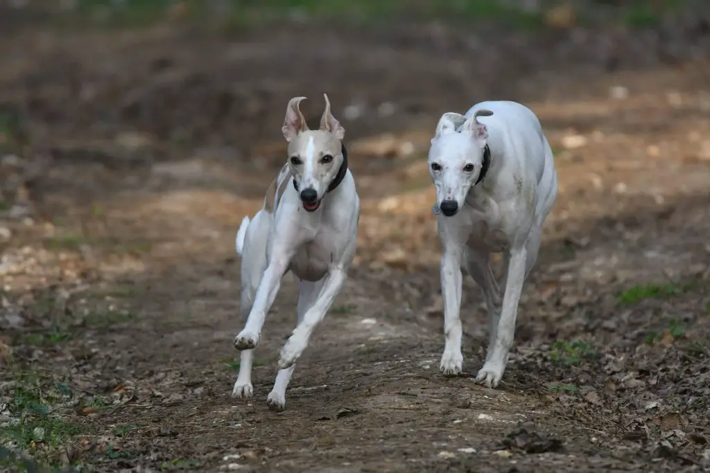 do whippets need a companion?