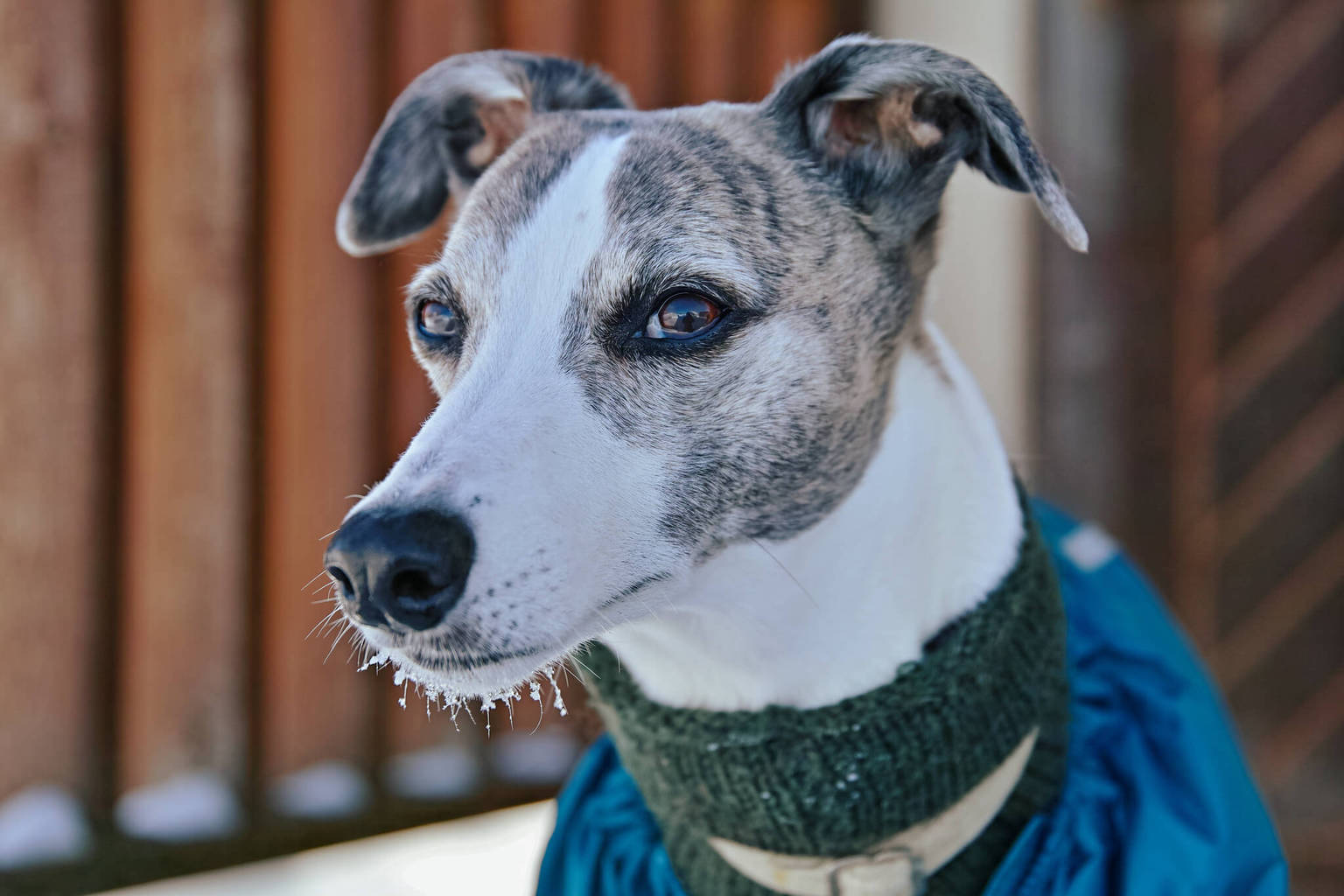 Are Whippets Expensive Dogs? WhippetCentral