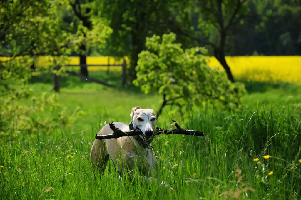 are whippets greedy dogs?