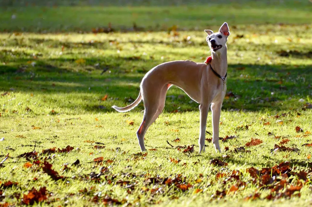 are whippets good racing dogs?