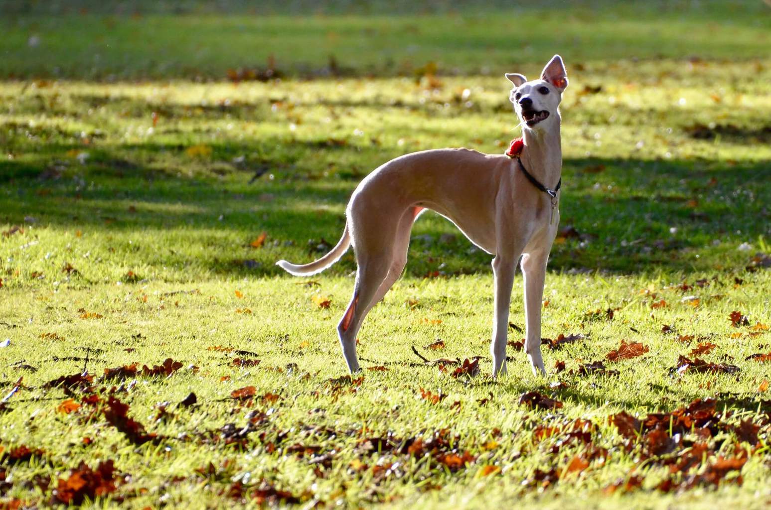 Are Whippets Good Racing Dogs? WhippetCentral