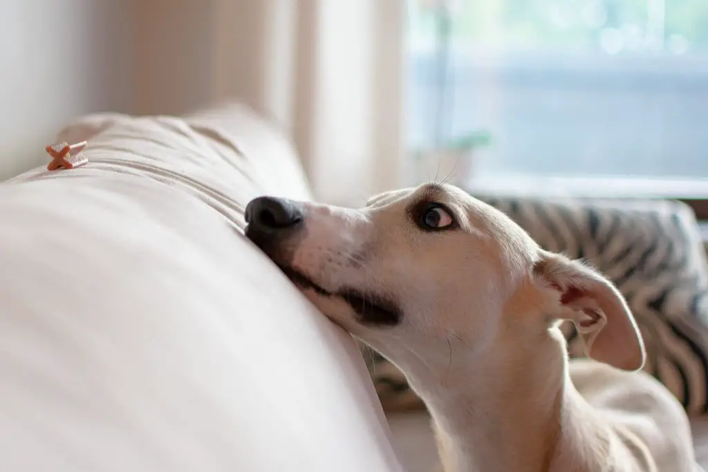 is your whippet panting too much?
