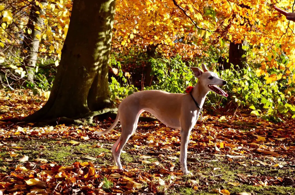 can whippets get sunburn?