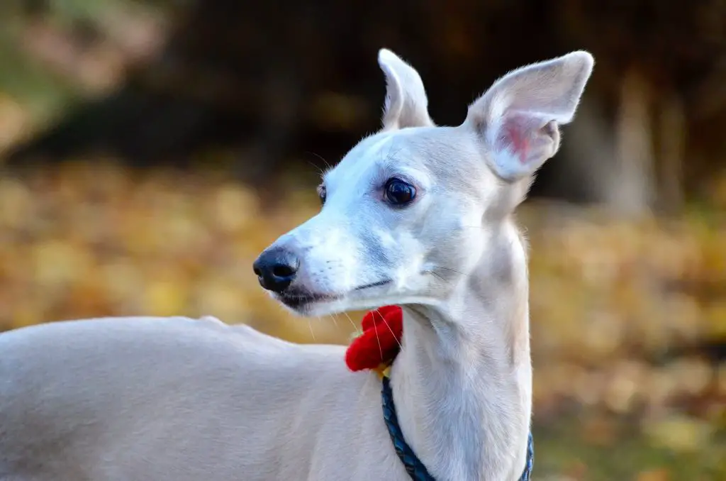 are whippets good racing dogs?