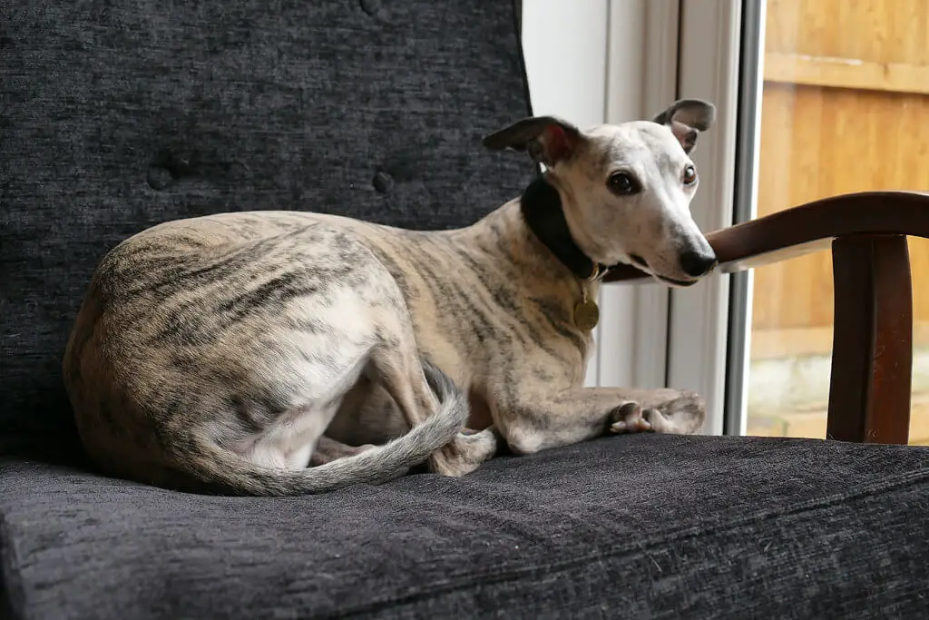 can whippets climb stairs?