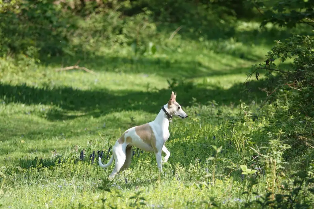 do whippets get depressed?