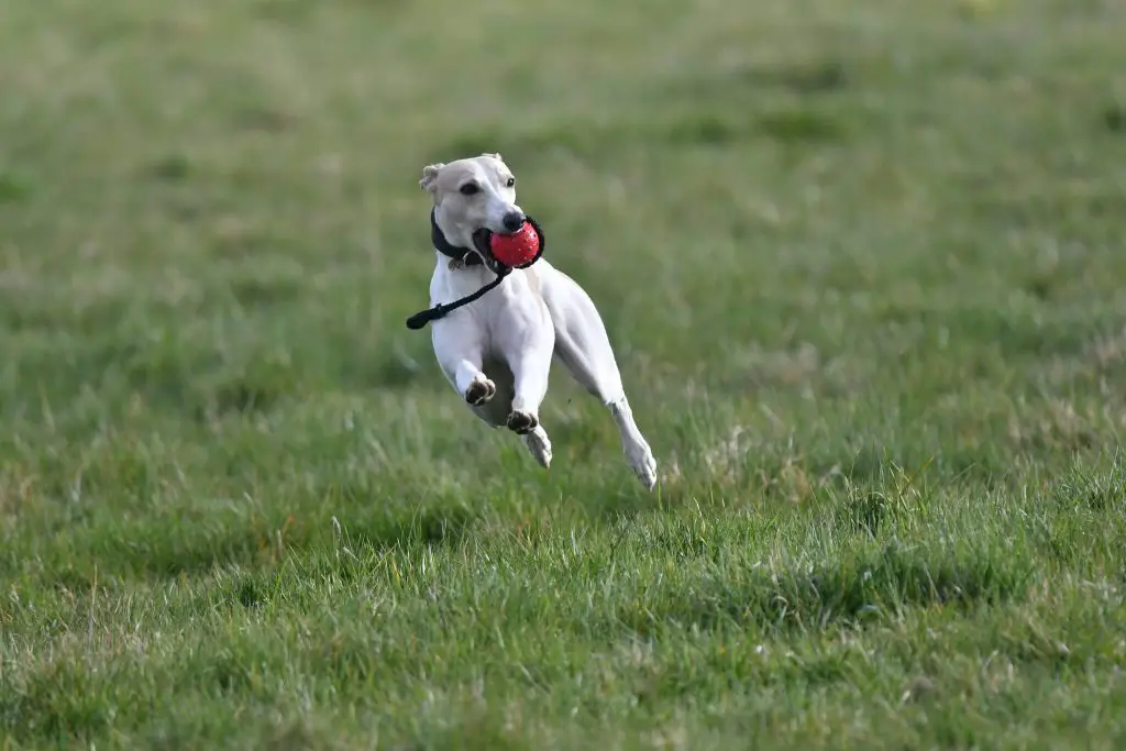 do whippets dig holes?