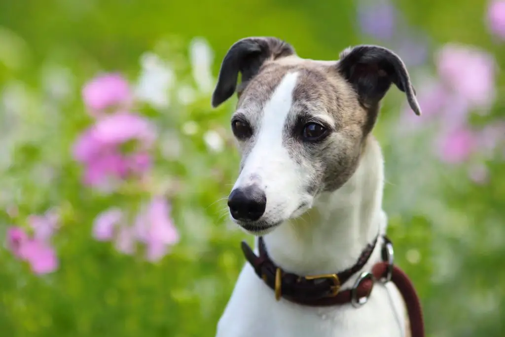 do whippet need a companion?