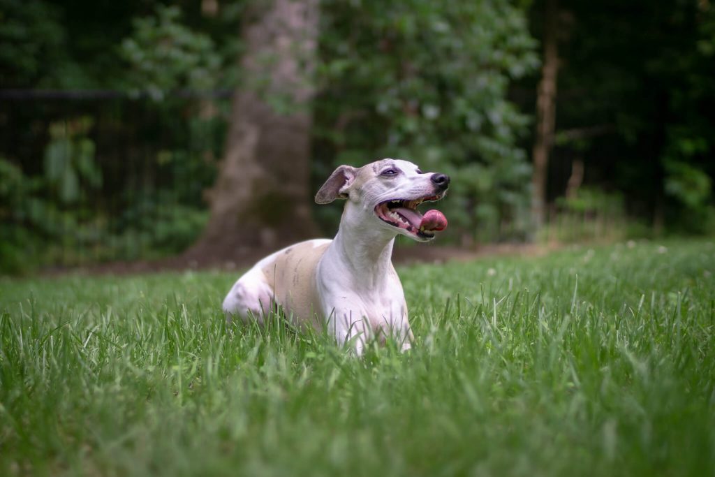 how to keep your whippet cool in summer