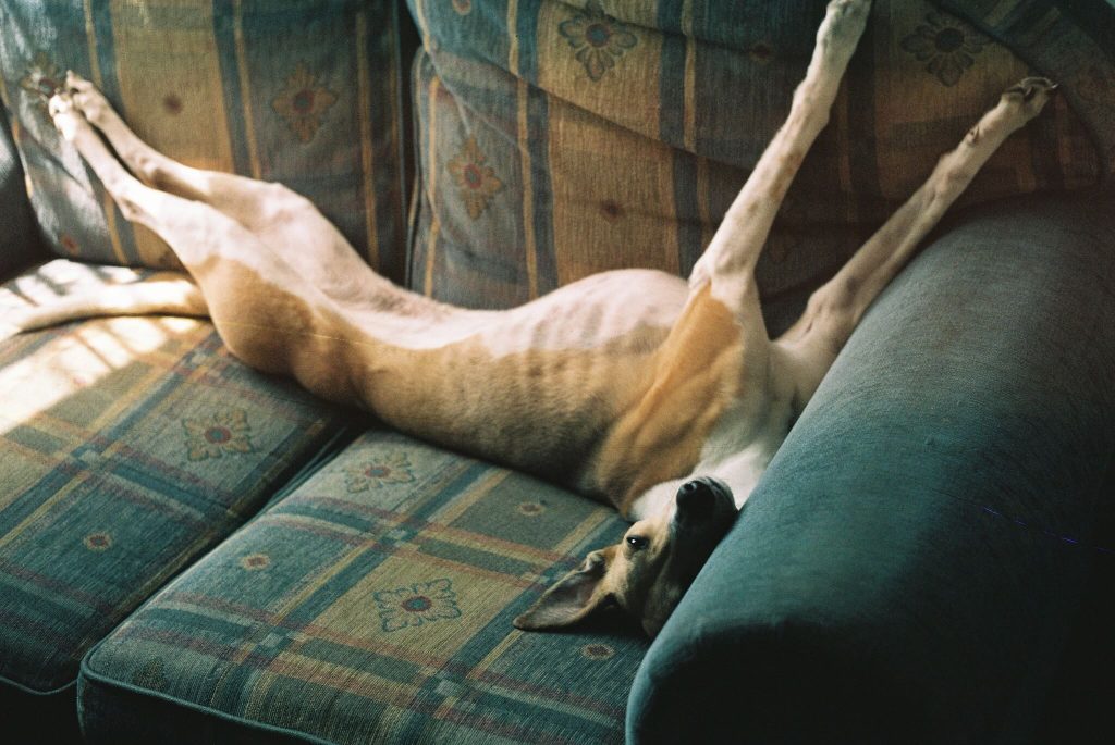 why are whippets so skinny