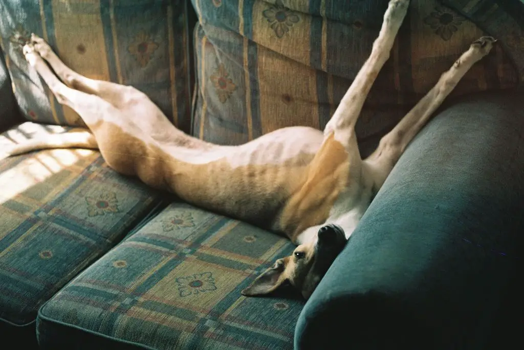 why are whippets so skinny