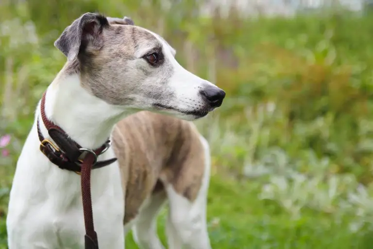 Are Whippets Expensive Dogs? WhippetCentral