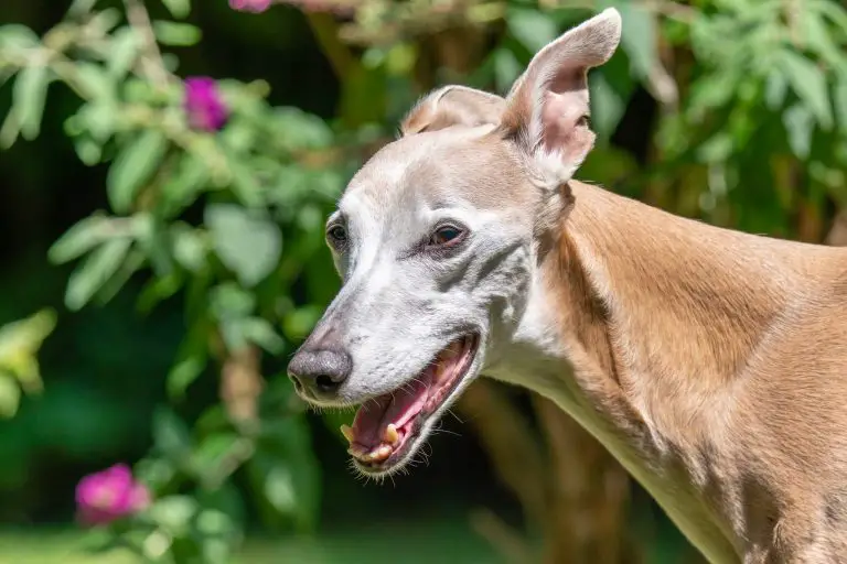 Whippet Health & Care! WhippetCentral