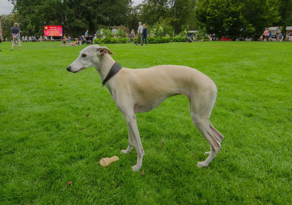 can whippets climb stairs?