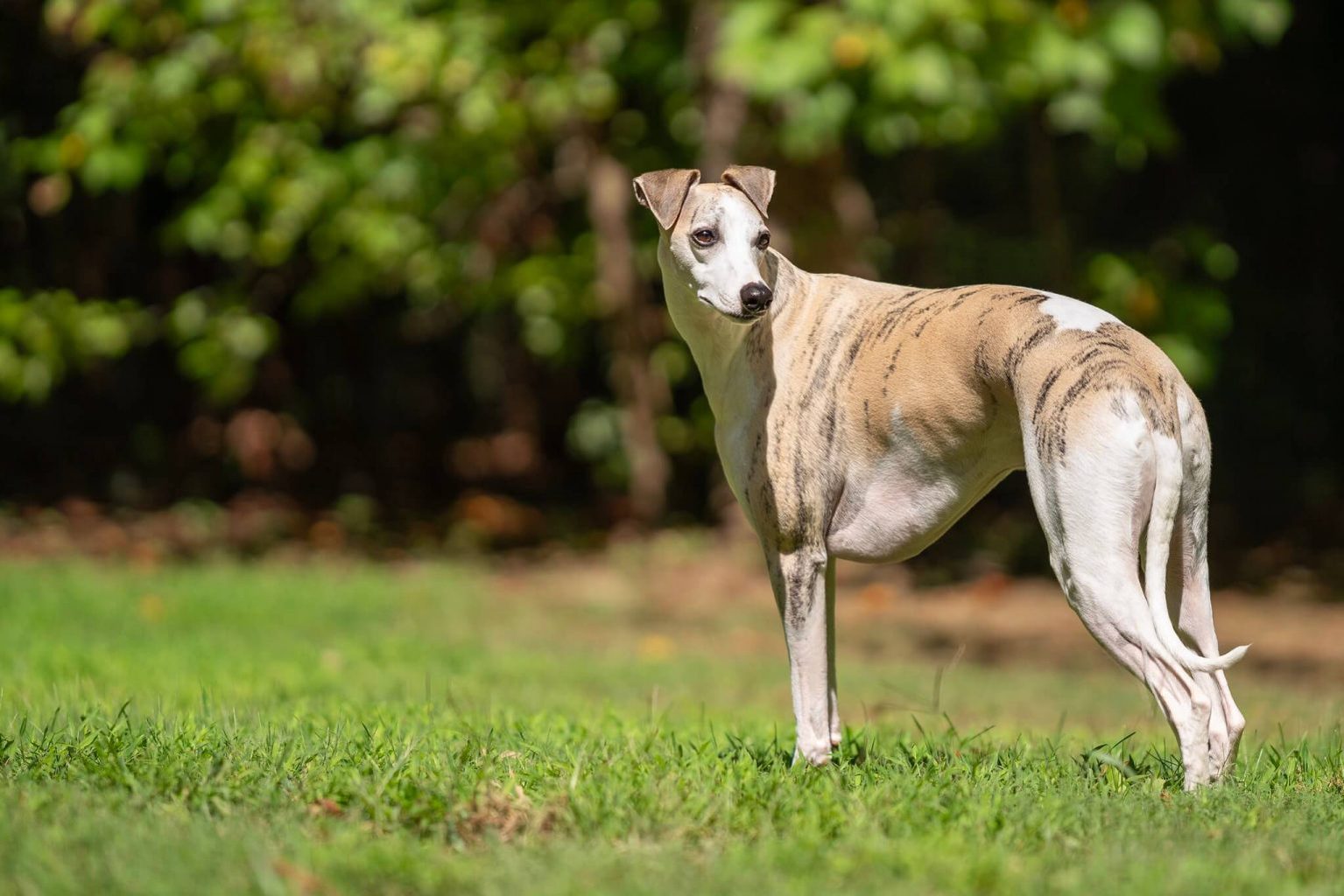 Why Are Whippets So Skinny? WhippetCentral