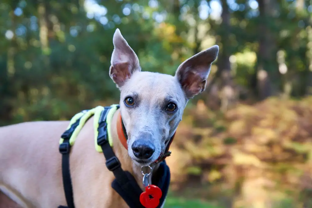 how to keep your whippet cool