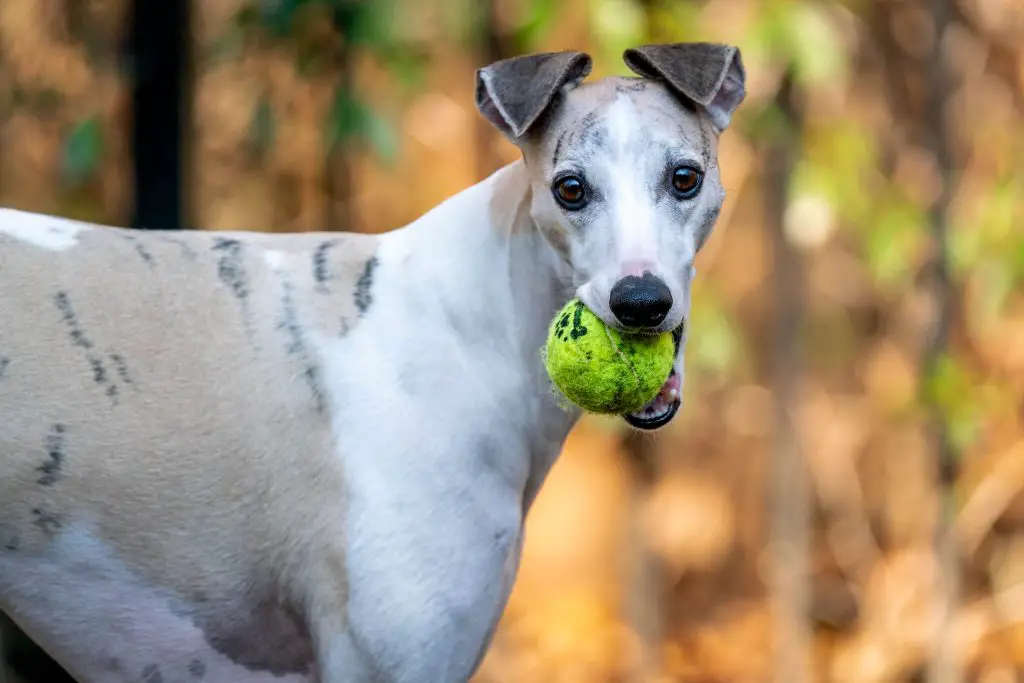 how long do whippets live?