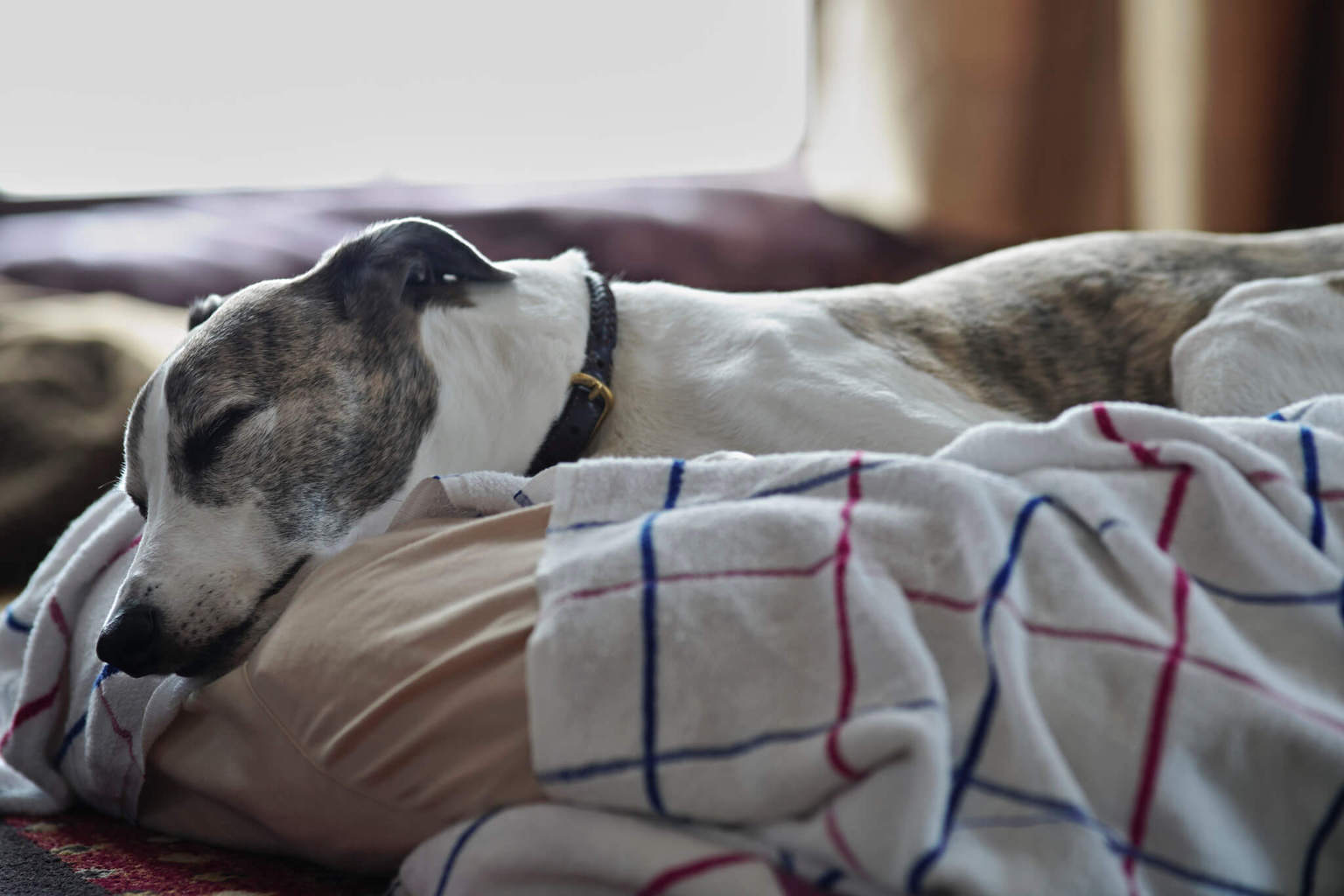 How Long Do Whippets Live? Life Expectancy & More