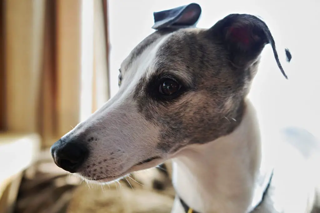 whippet licking