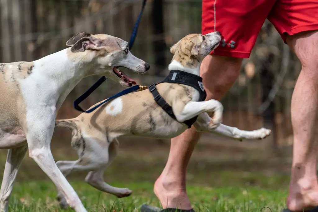 can whippets drink milk?