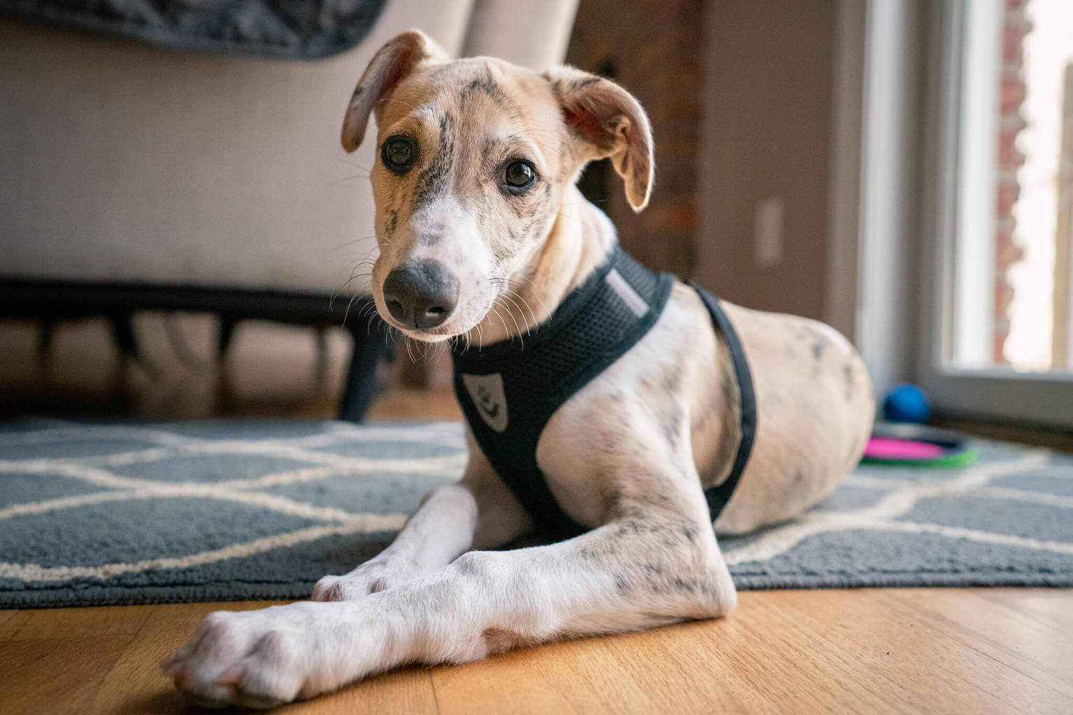 Why Does My Whippet Lick Me Whippetcentral