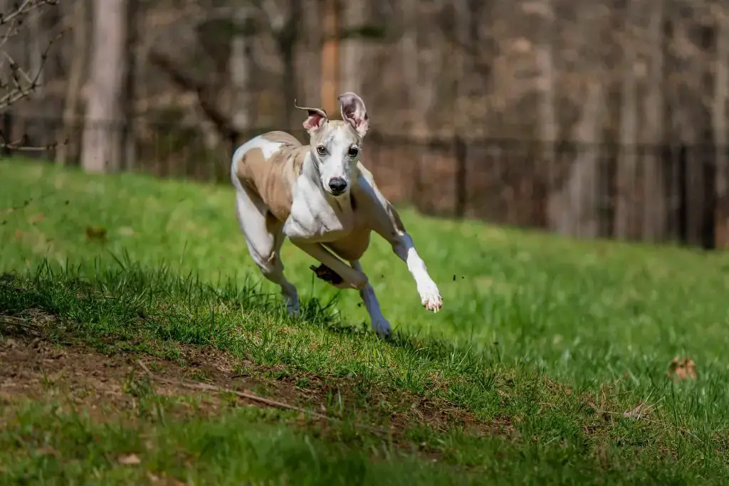 How Long Do Whippets Live Life Expectancy More