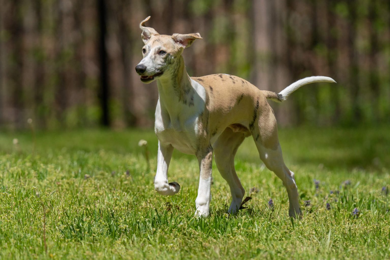 Can Whippets Climb Stairs? - WhippetCentral