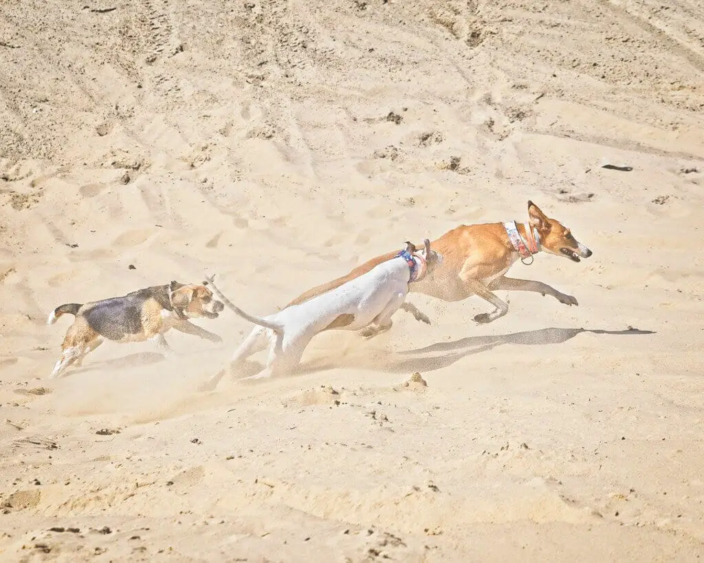 do whippets like the beach?