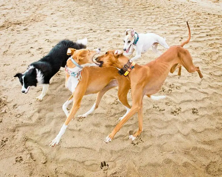 Do Whippets Like The Beach? WhippetCentral