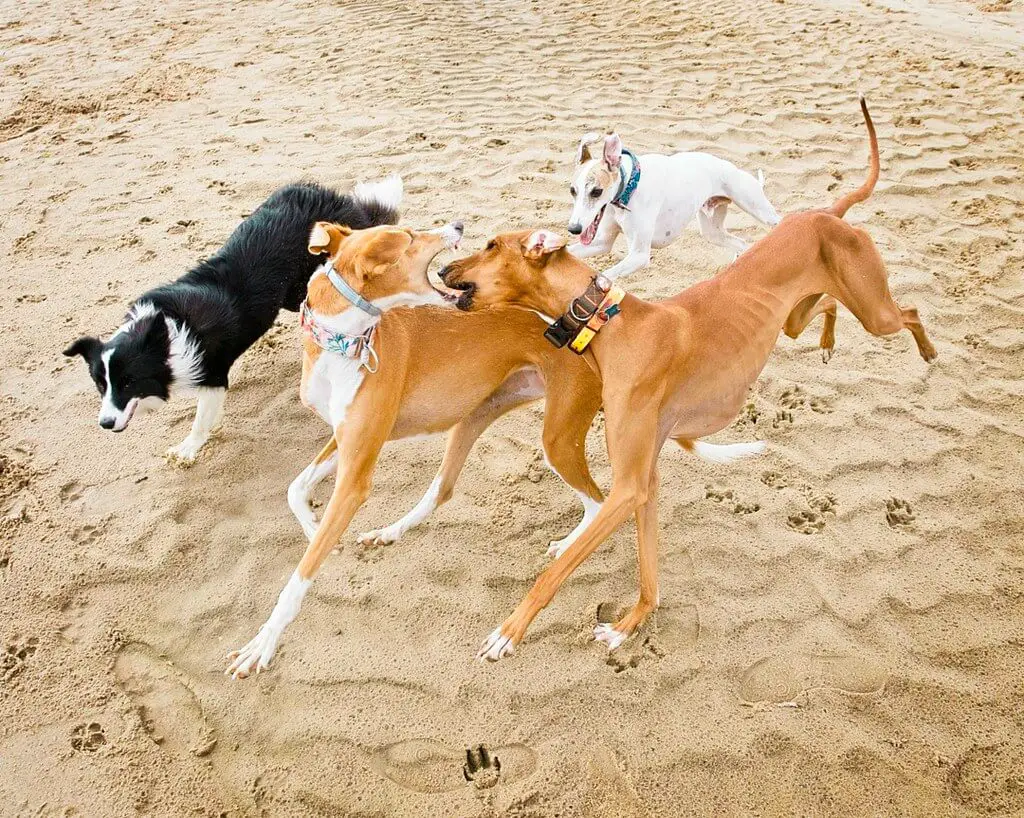 do whippets like the beach?