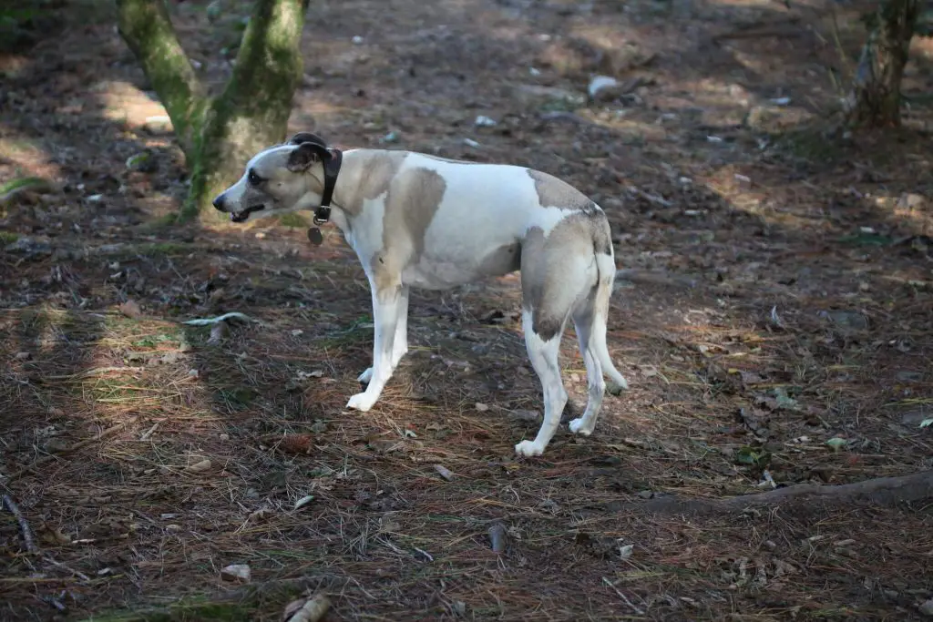 why are whippets so skinny?