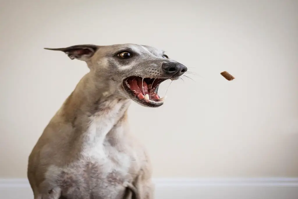 can whippets eat raw meat?