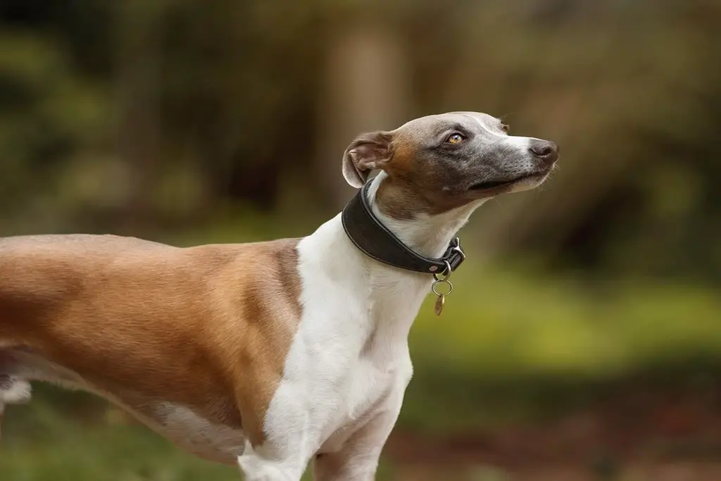 can whippets eat raw meat?