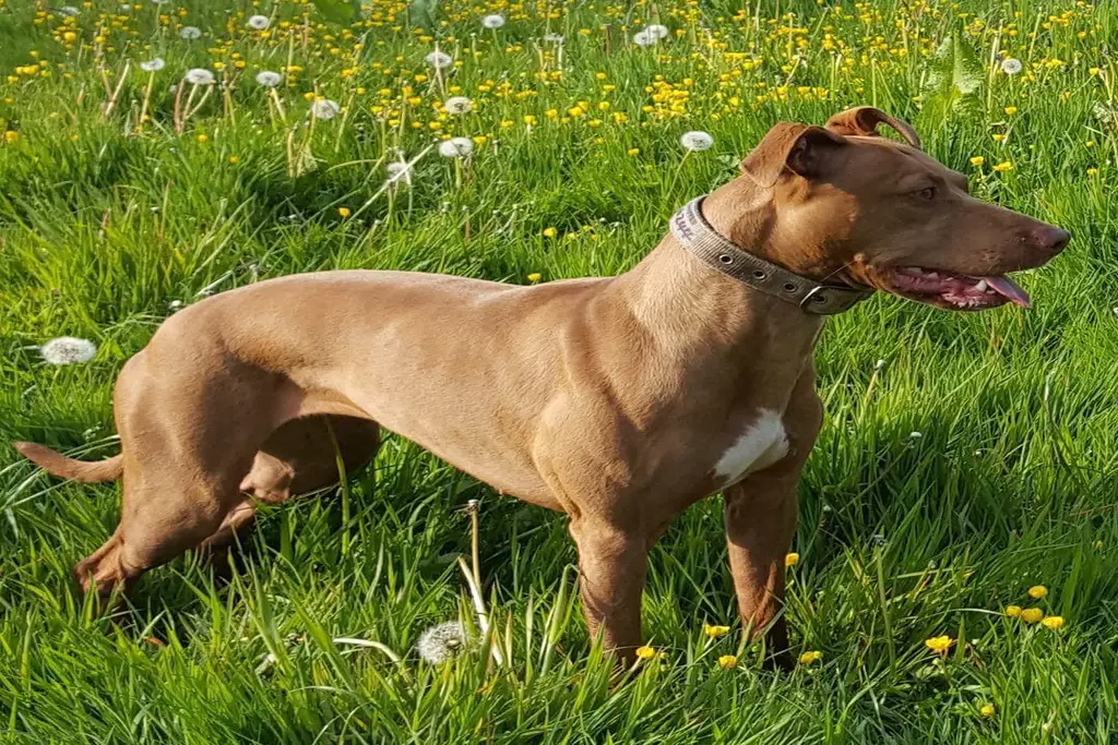 bull whippet temperament