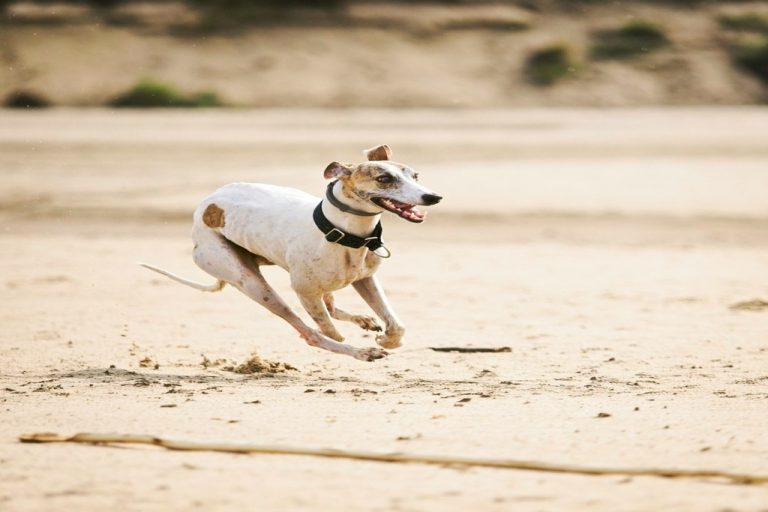 Do Whippets Like The Beach? - WhippetCentral