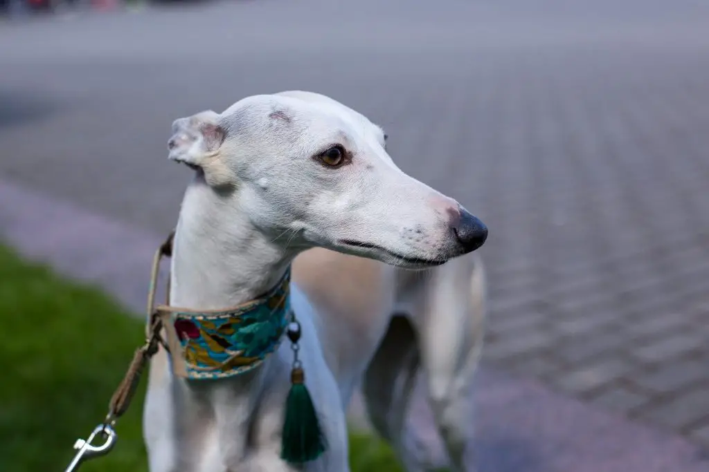 can whippets do agility?