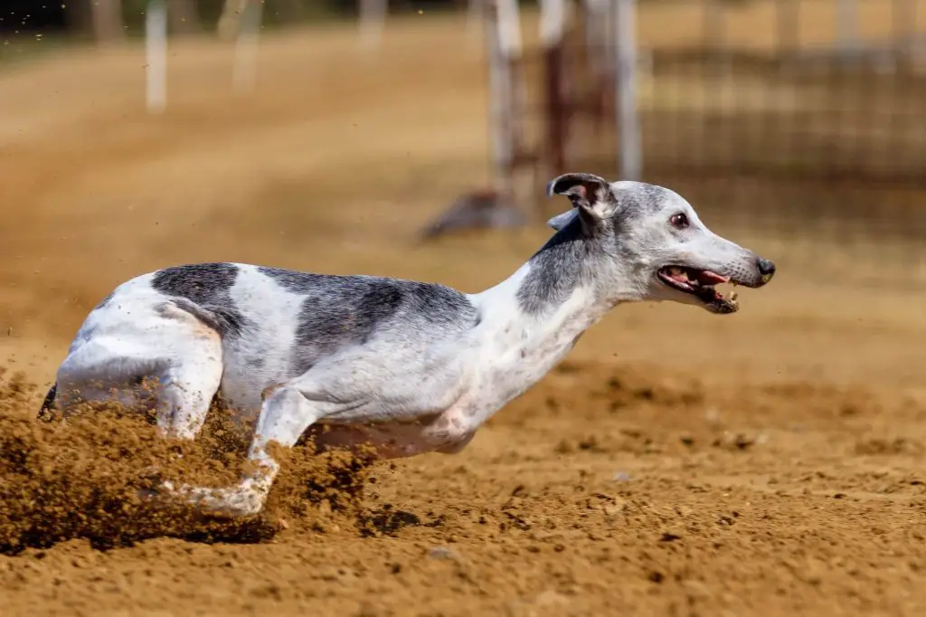 whippet vs greyhound: whats the difference