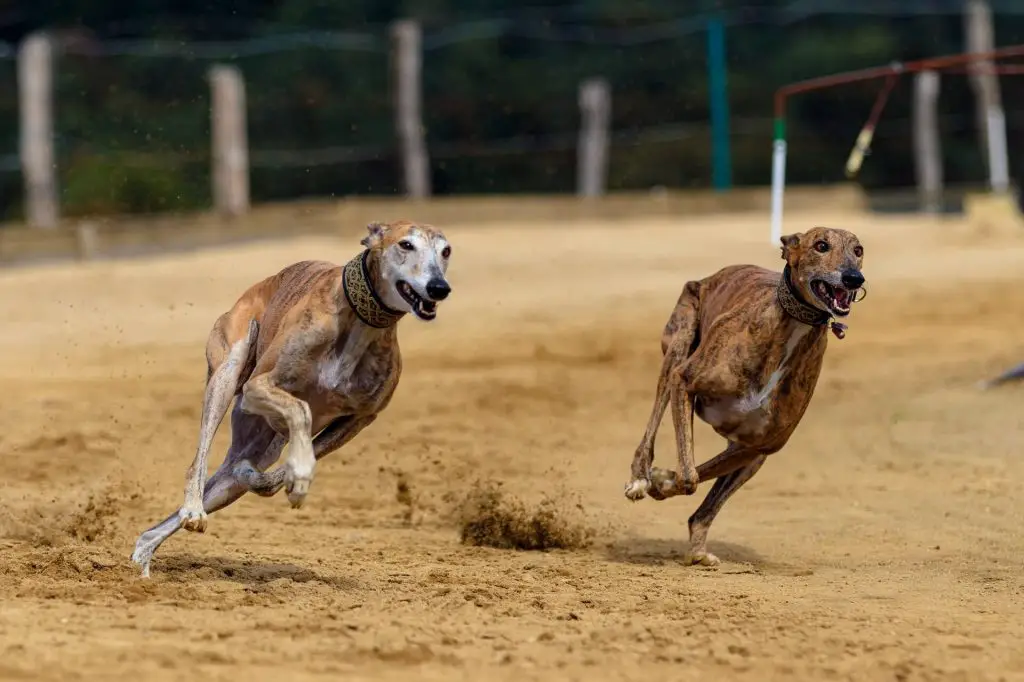 whippet vs greyhound