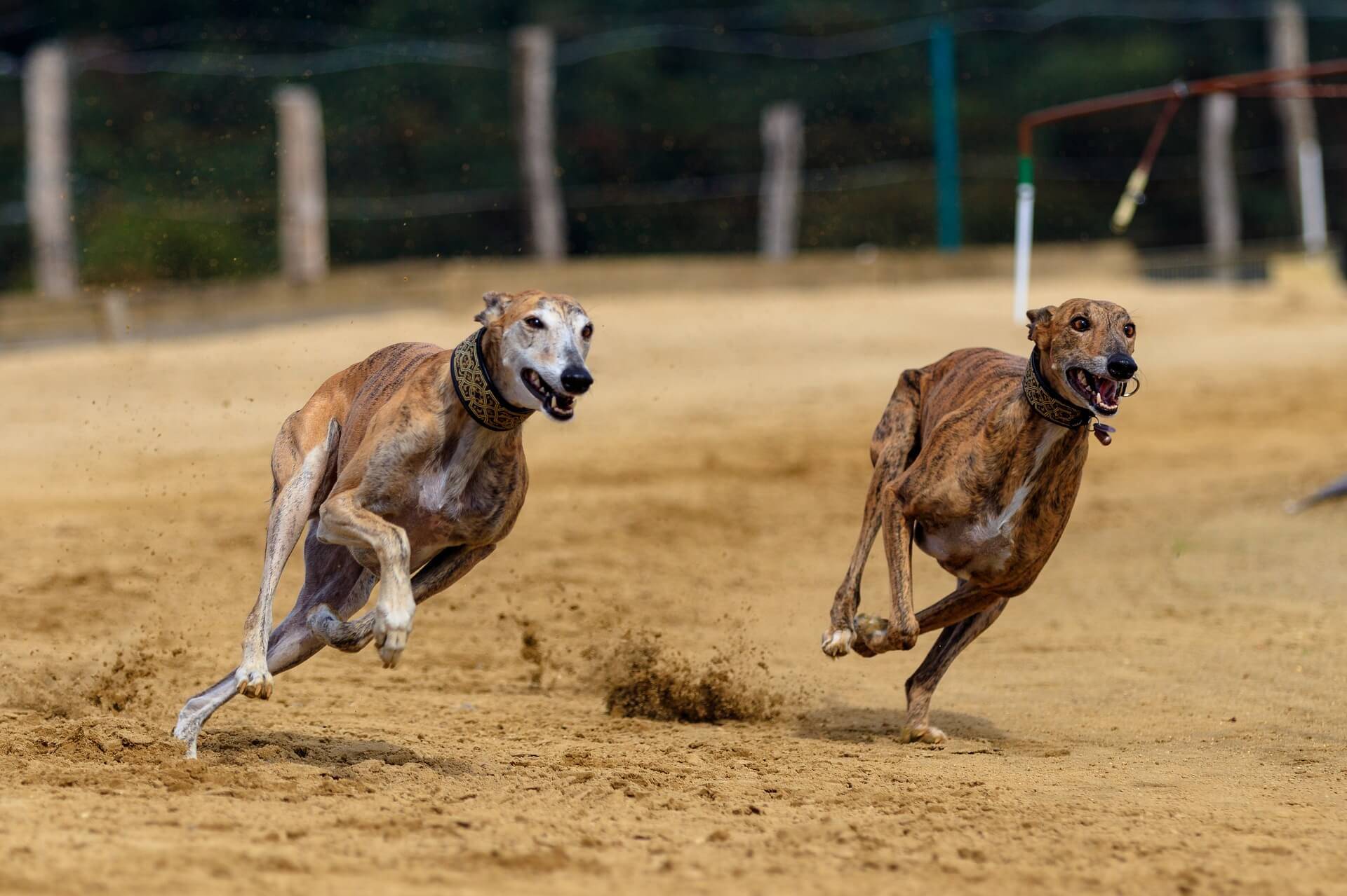 Whippet vs Greyhound What's The Difference? WhippetCentral