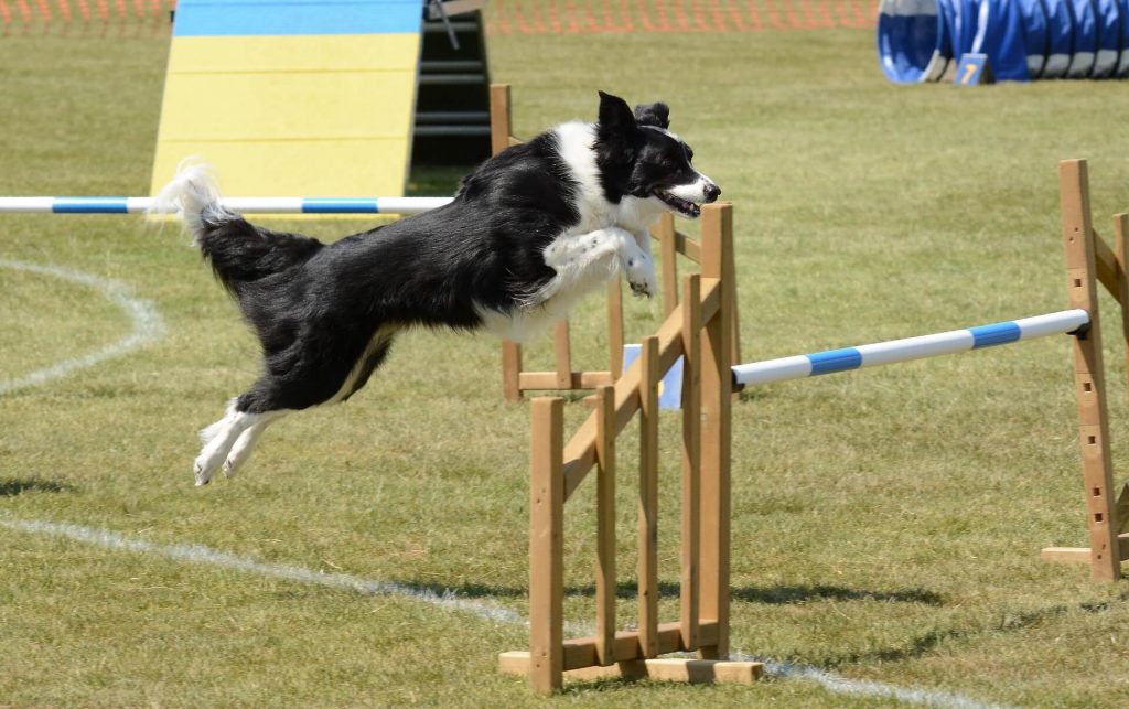 can whippets do agility?