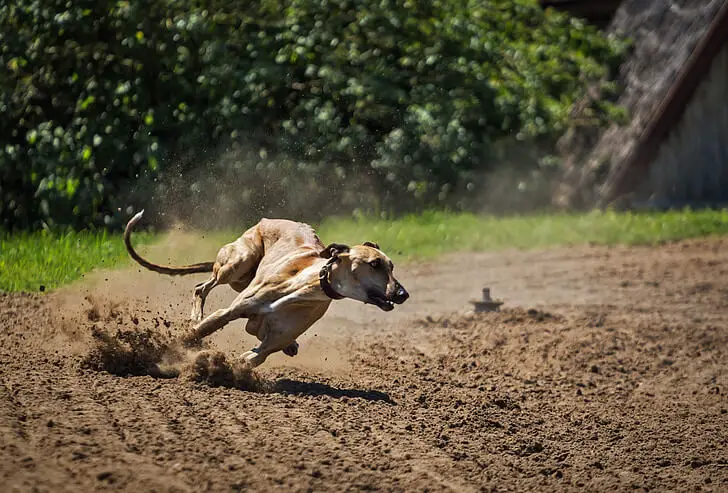 what is a Saluki whippet?