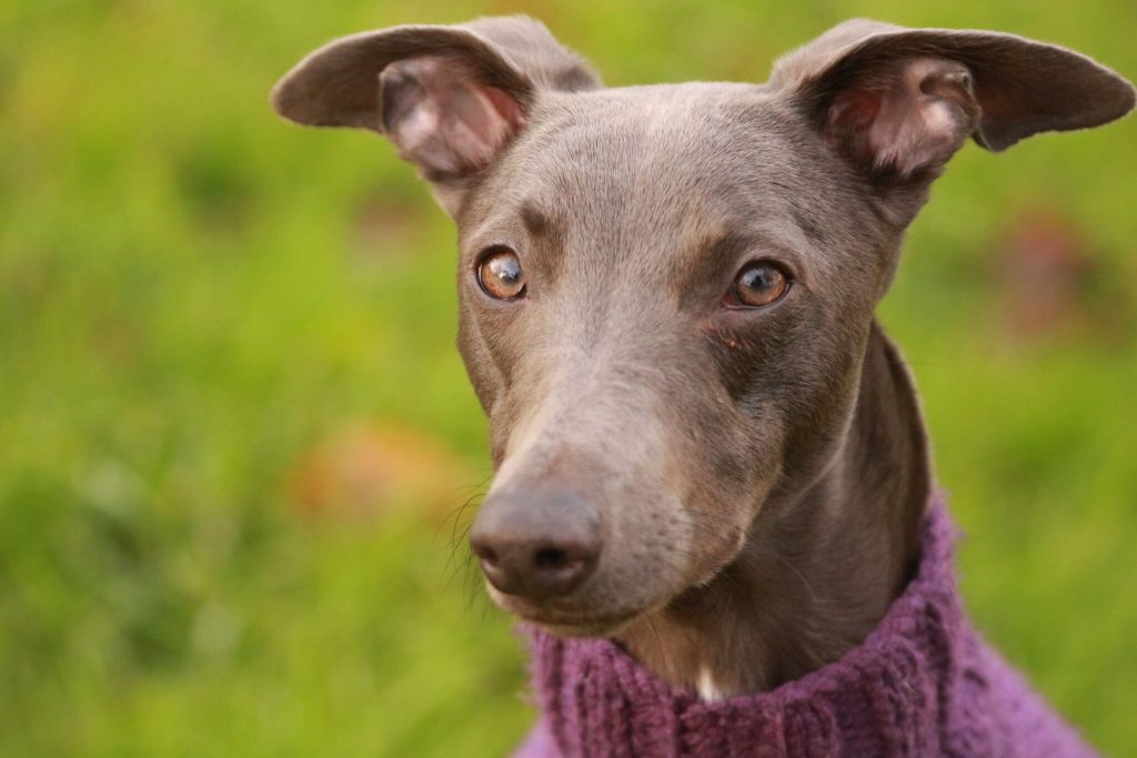 are whippets anxious dogs?
