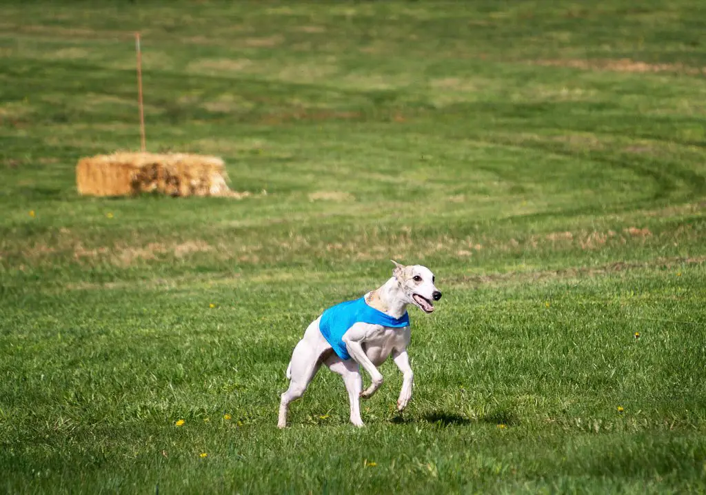 how to clean your whippets teeth correctly